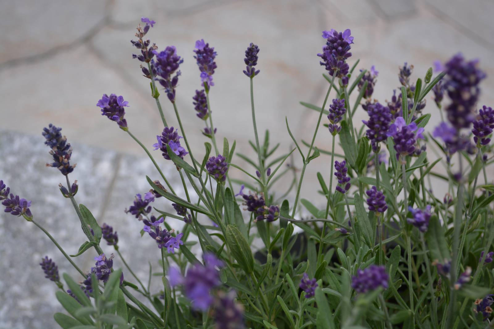 Wildkräuter erleben im Hotel Moar Gut  Symbolfoto