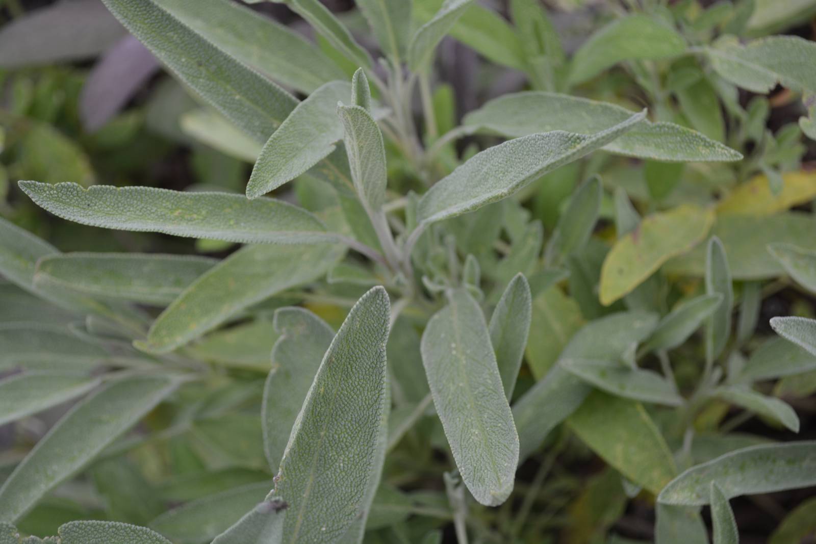 Wildkräuter erleben im Hotel Moar Gut  Symbolfoto