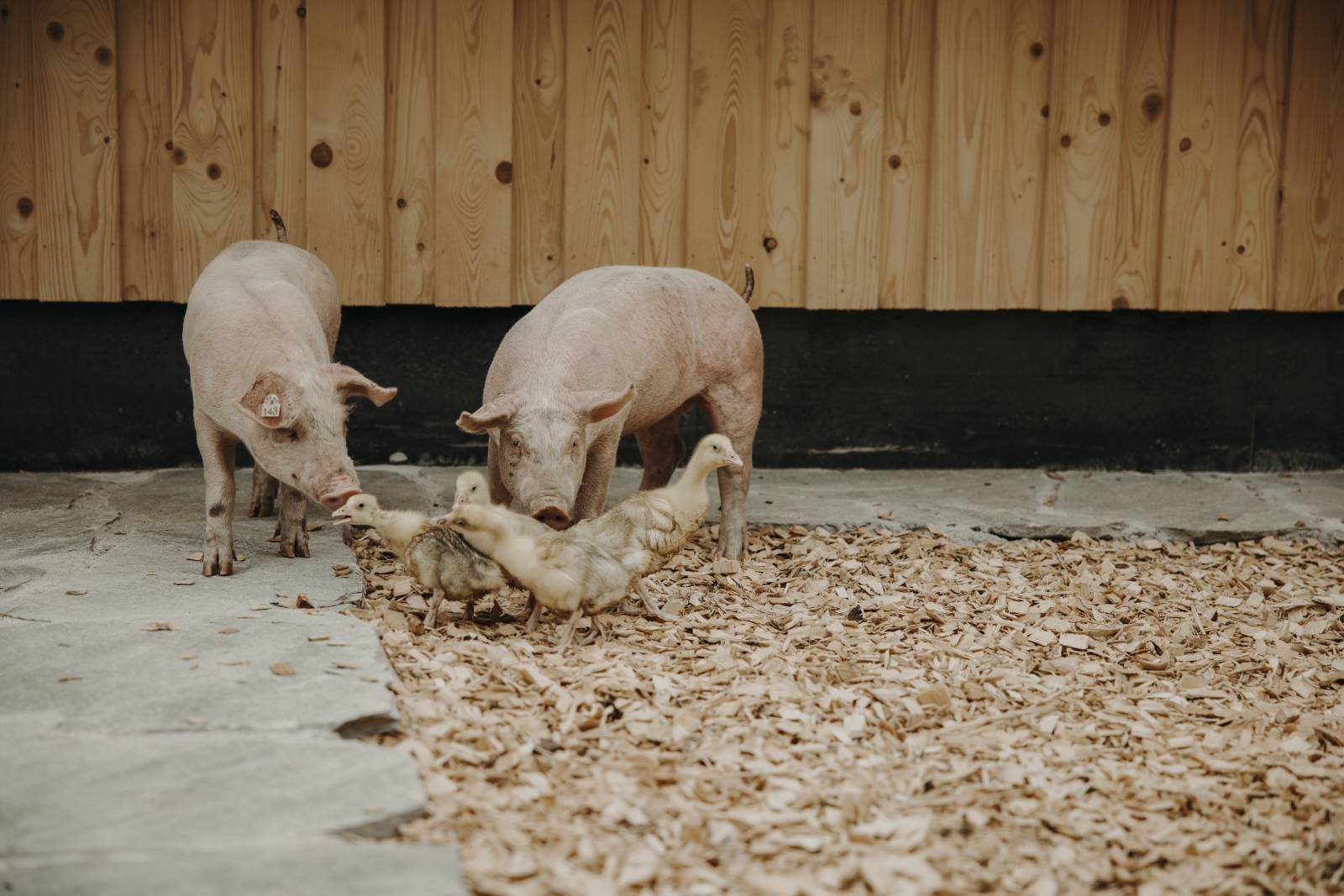 Small animal farm  symbolic picture