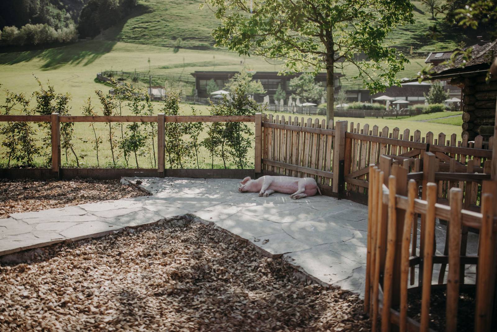 Small animal farm  symbolic picture