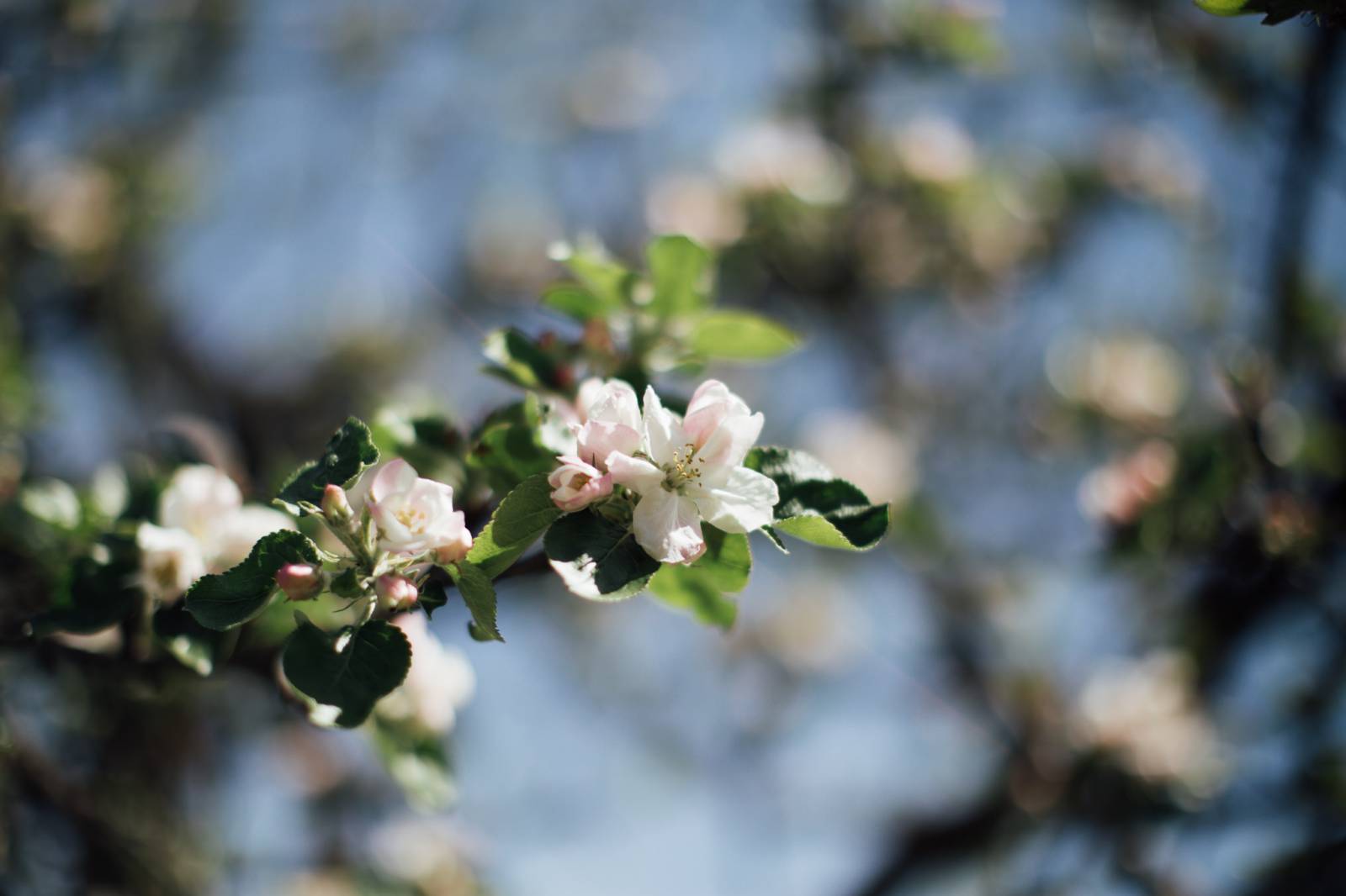 Aufgewacht, die Sonne lacht: Winterschlaf & Winterruhe Symbolfoto