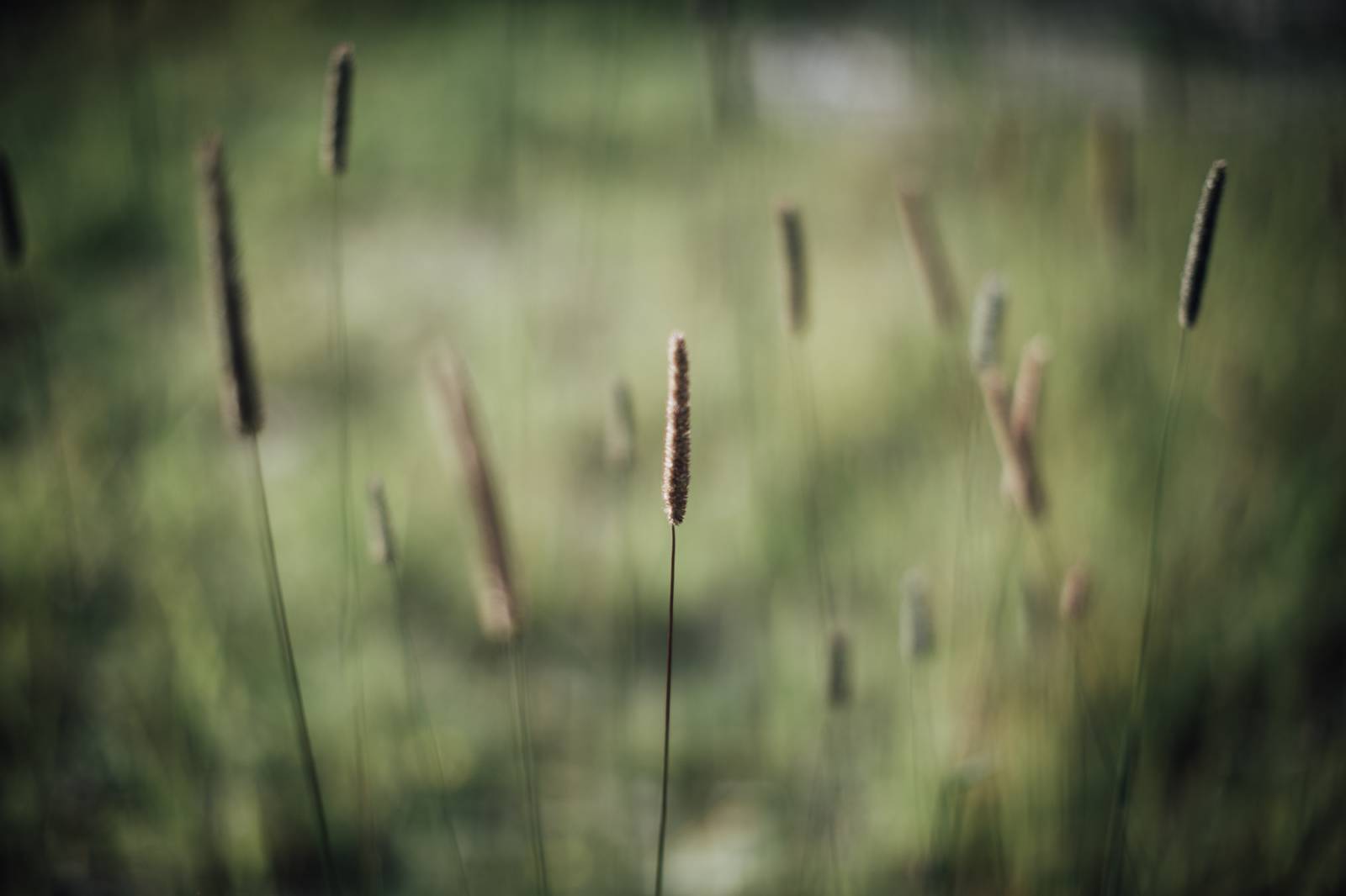 Our 5 favorite alpine pastures in Grossarltal symbolic picture