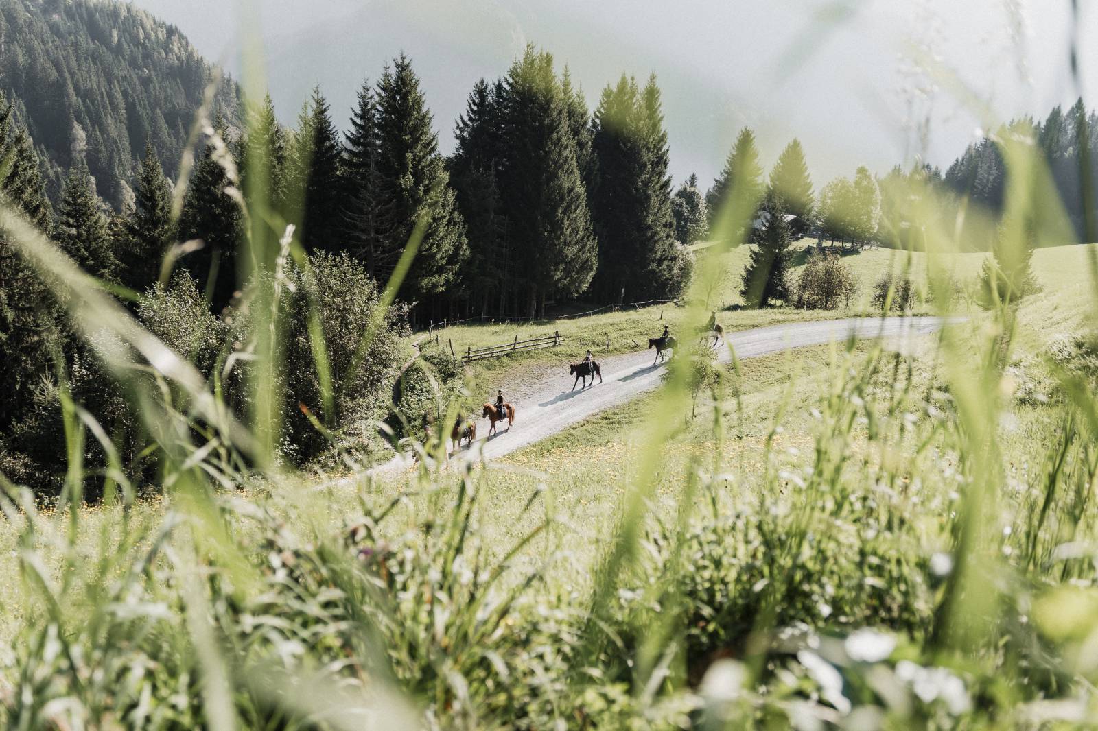 Trail ride to the mountain pasture symbolic picture