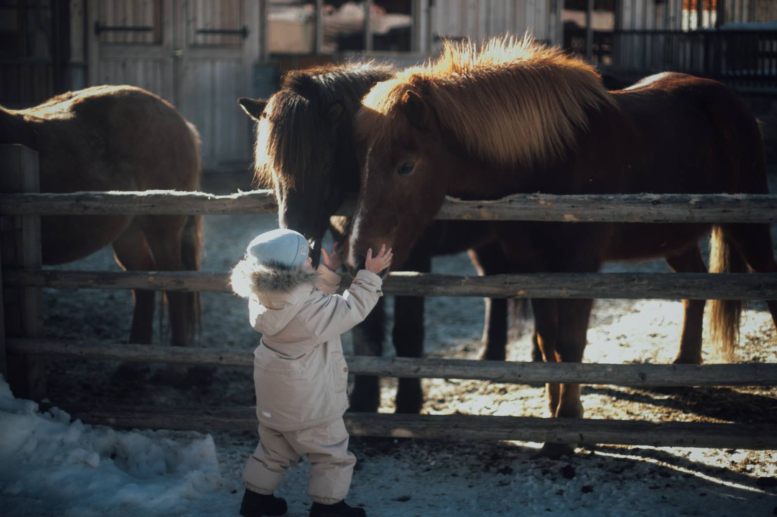 Die Tiere am Moar Gut Symbolfoto