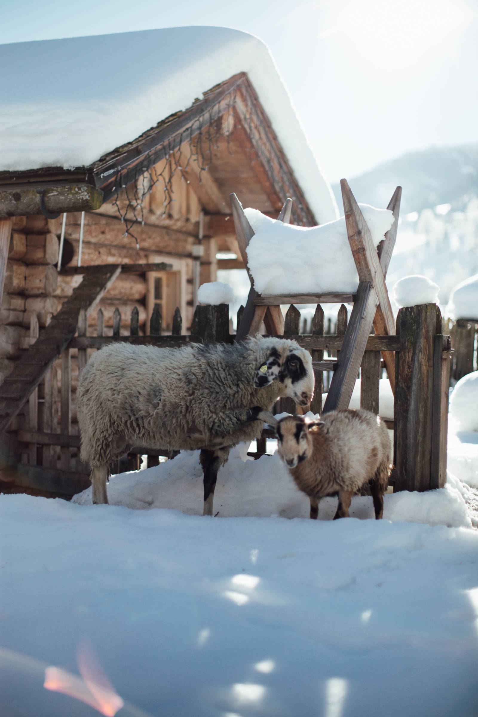Die Tiere am Moar Gut Symbolfoto