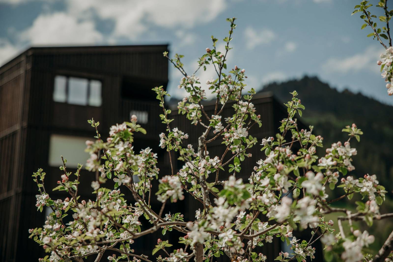 Spring awakening at the Moar Gut symbolic picture