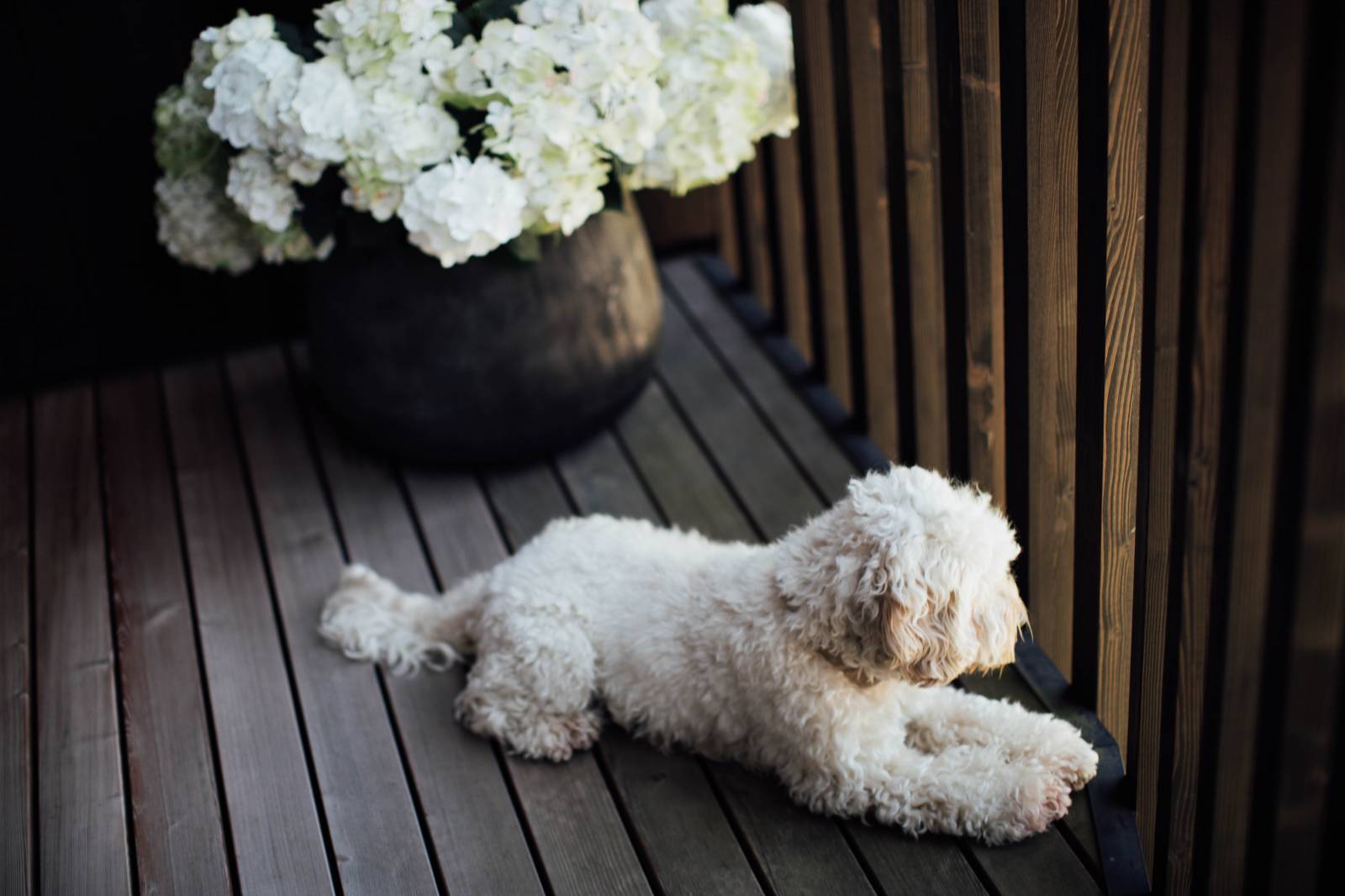 Vacation with a dog symbolic picture