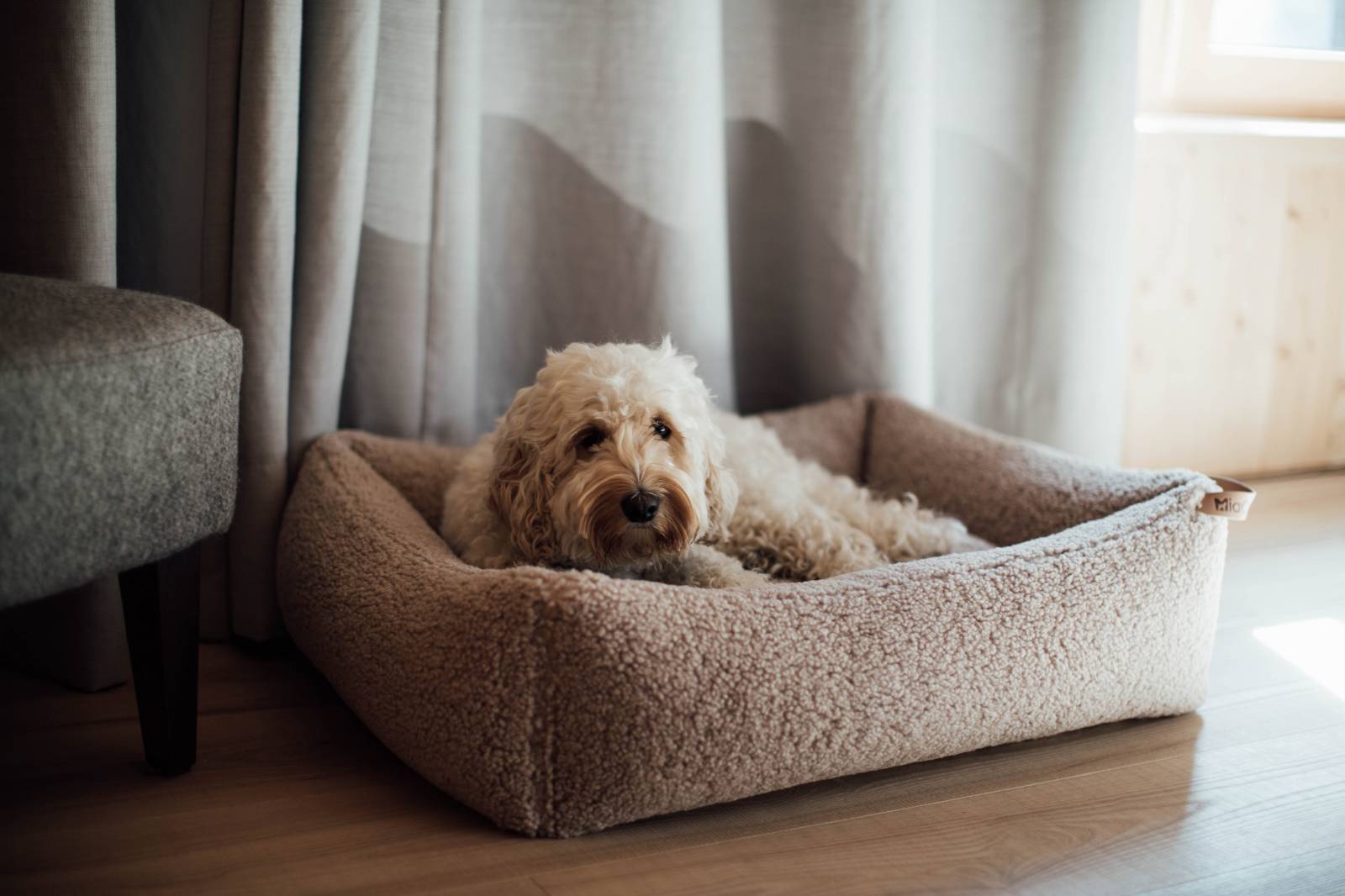 Vacation with a dog symbolic picture