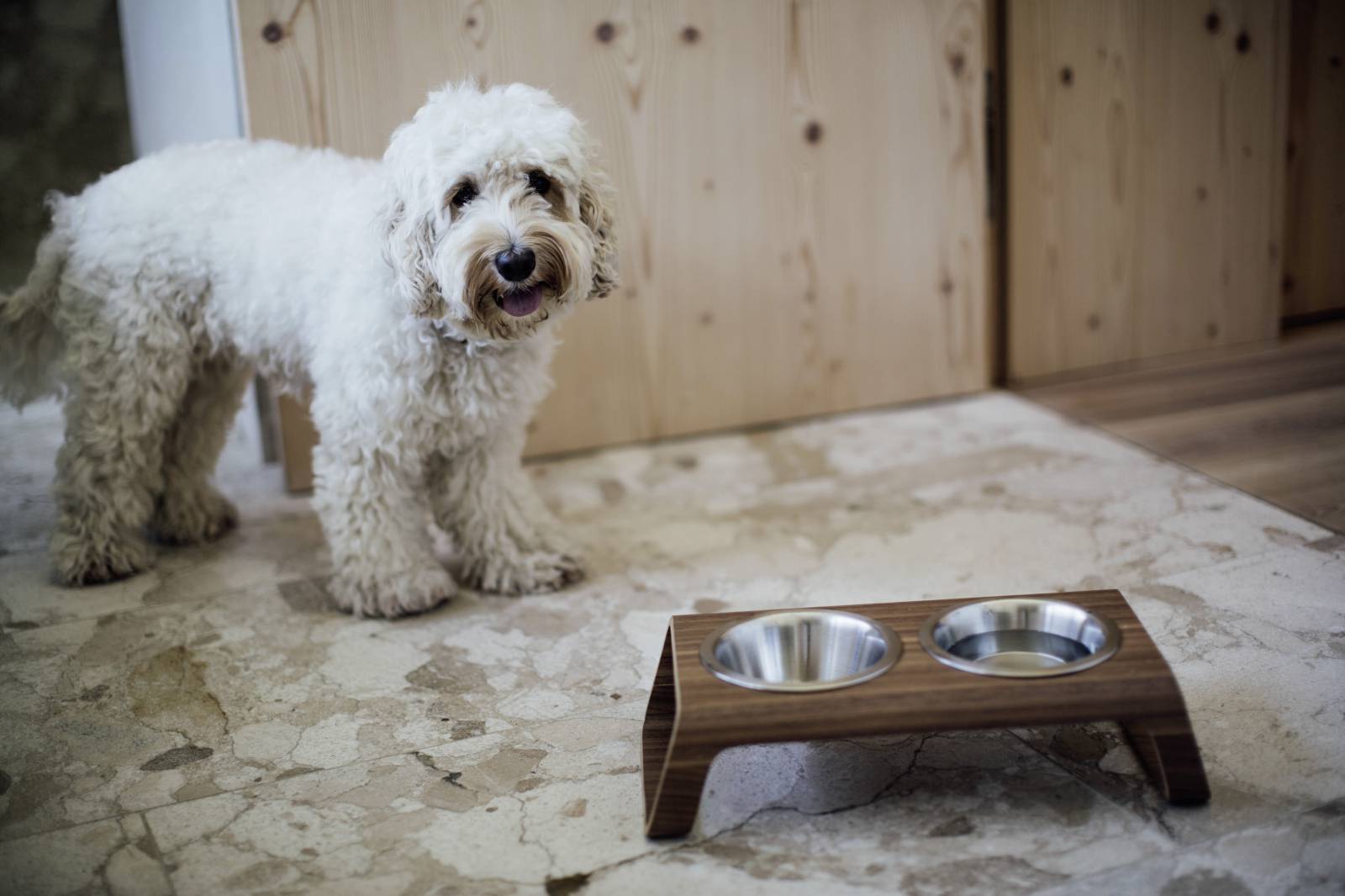 Vacation with a dog symbolic picture