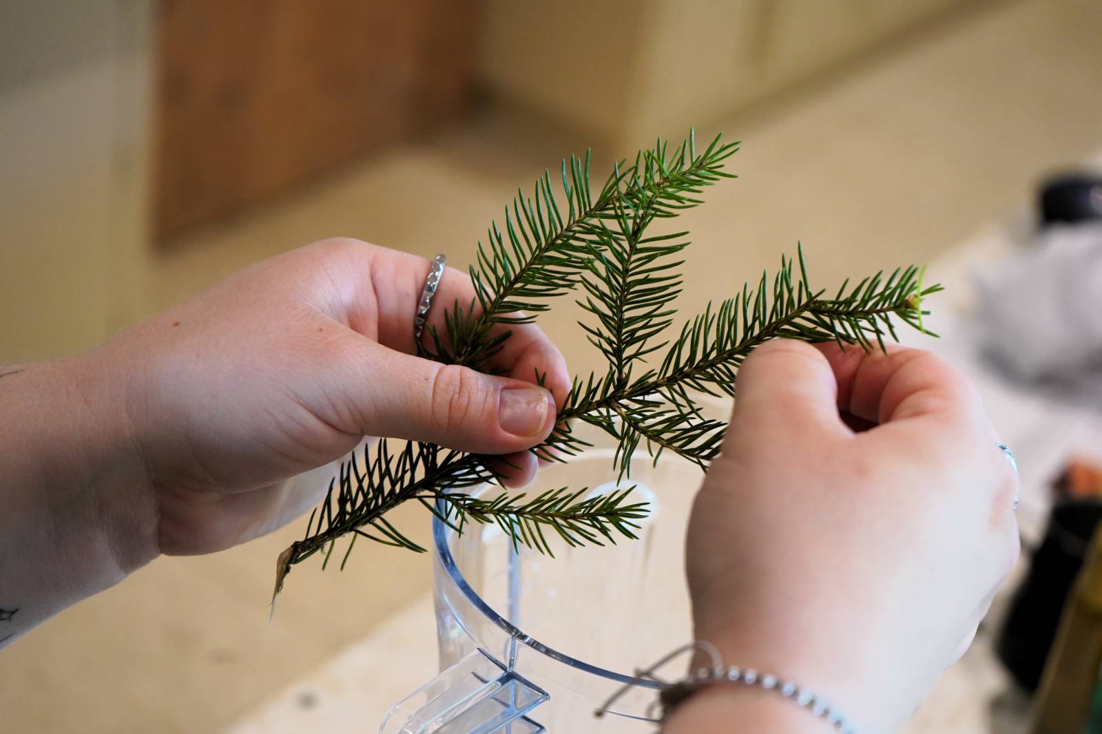 Wald Matcha Symbolfoto