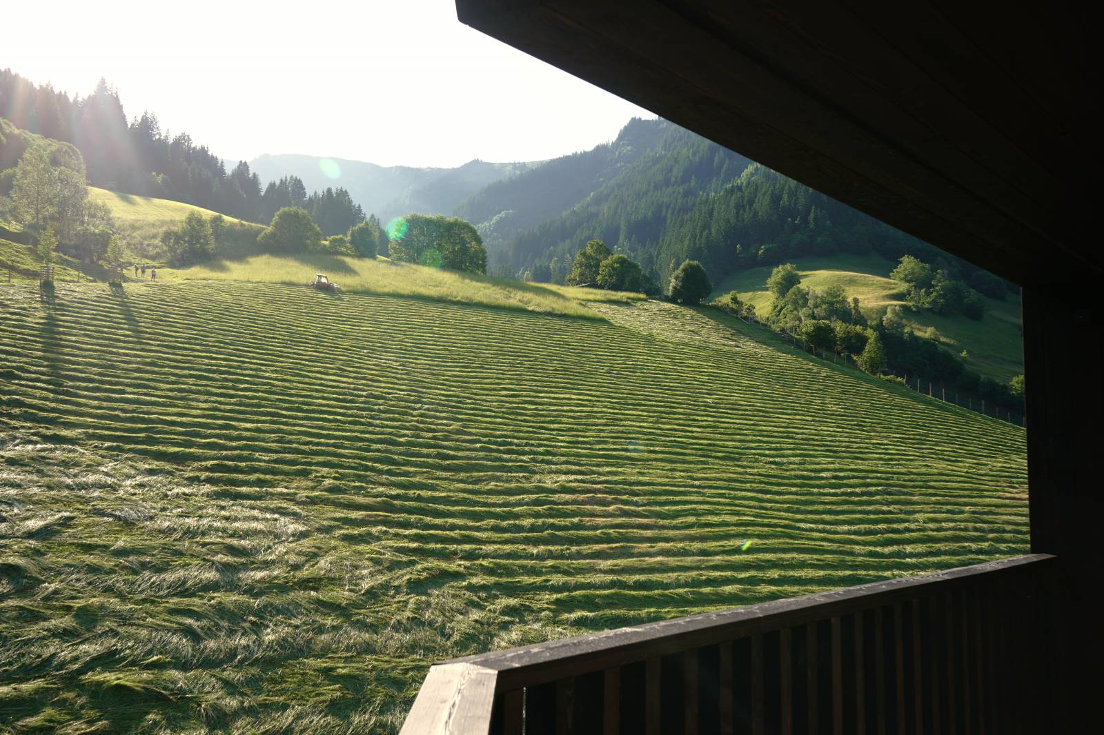 Hay harvest at Moar Gut symbolic picture