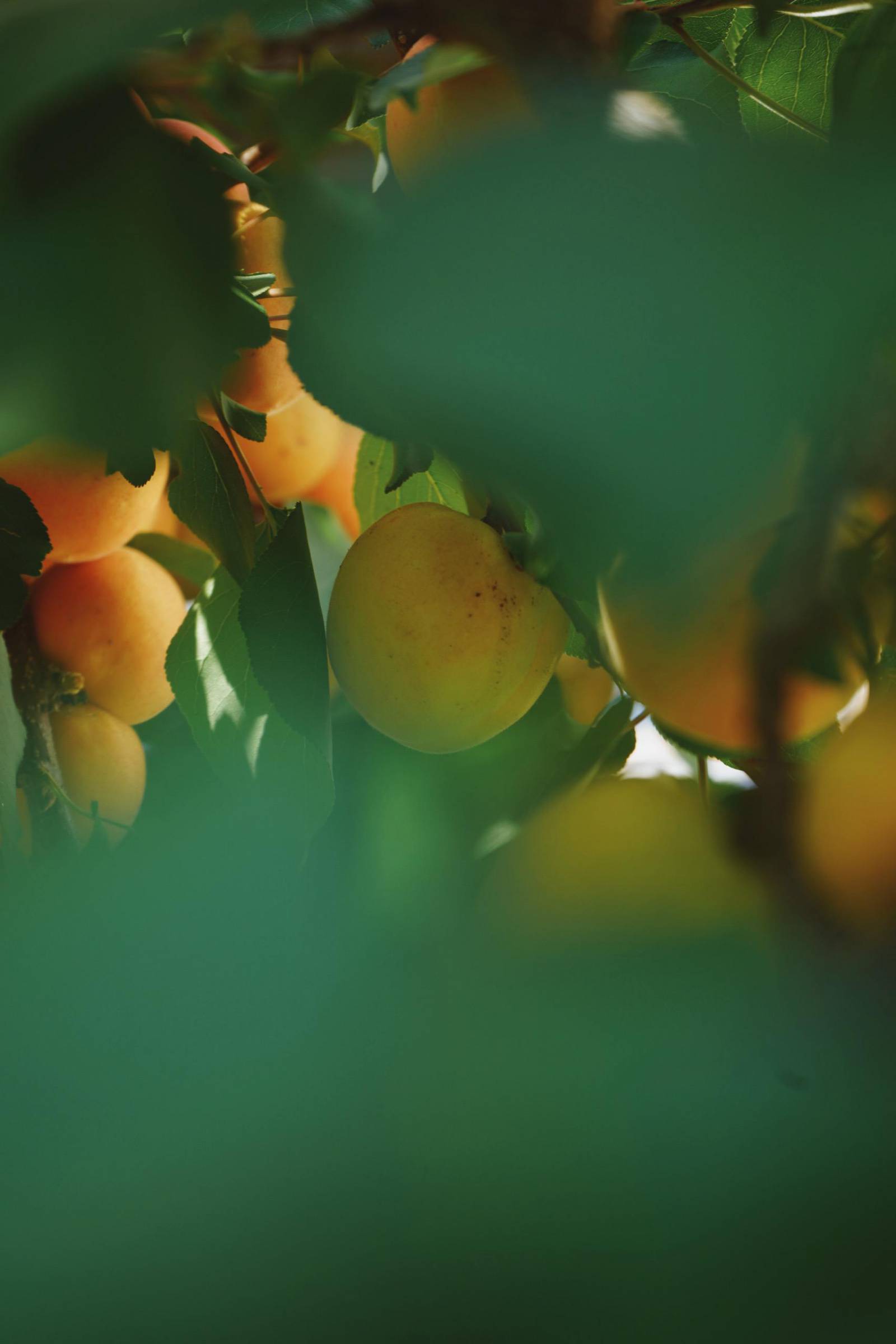 Apricot harvest symbolic picture