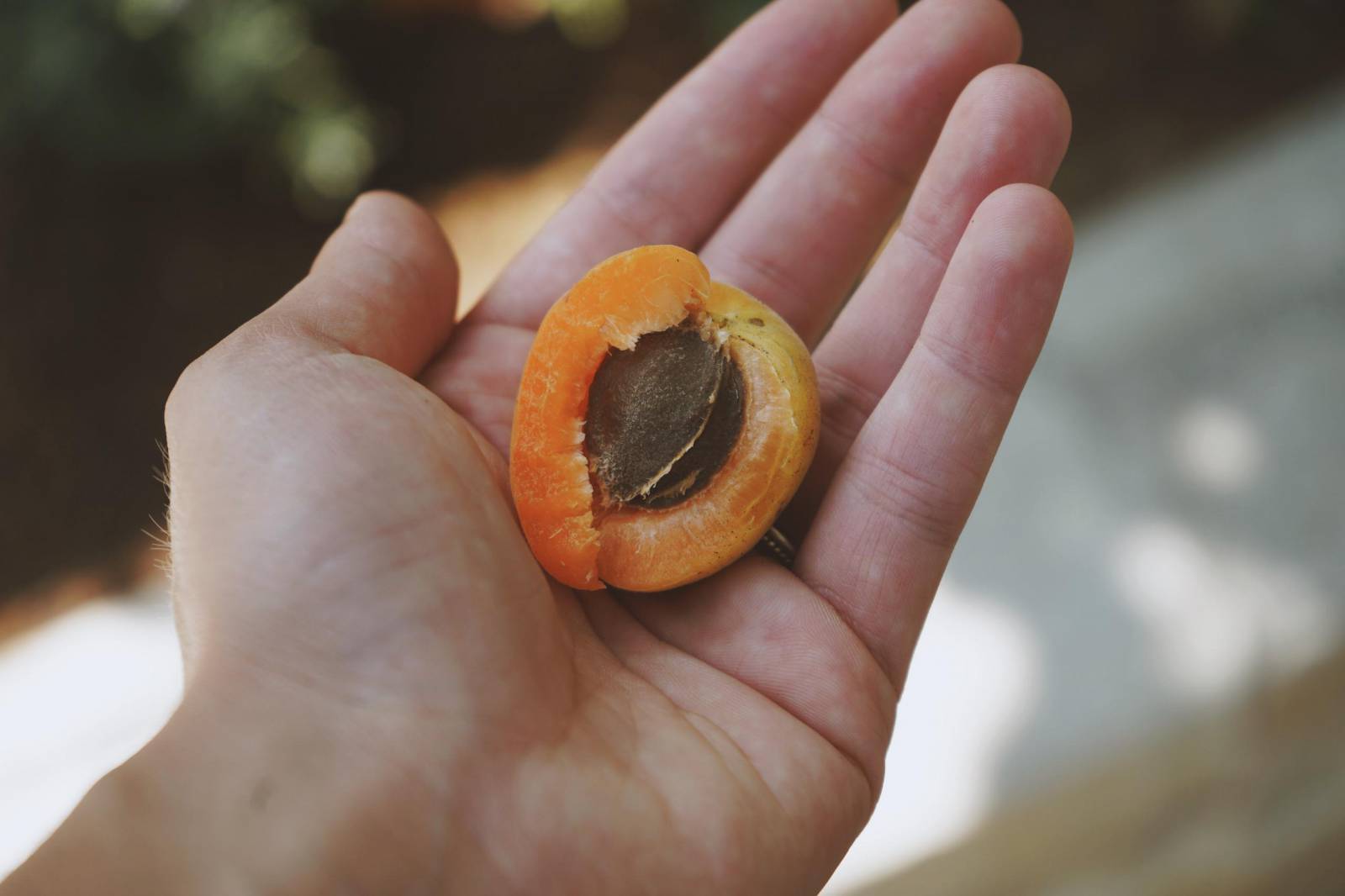 Apricot harvest symbolic picture