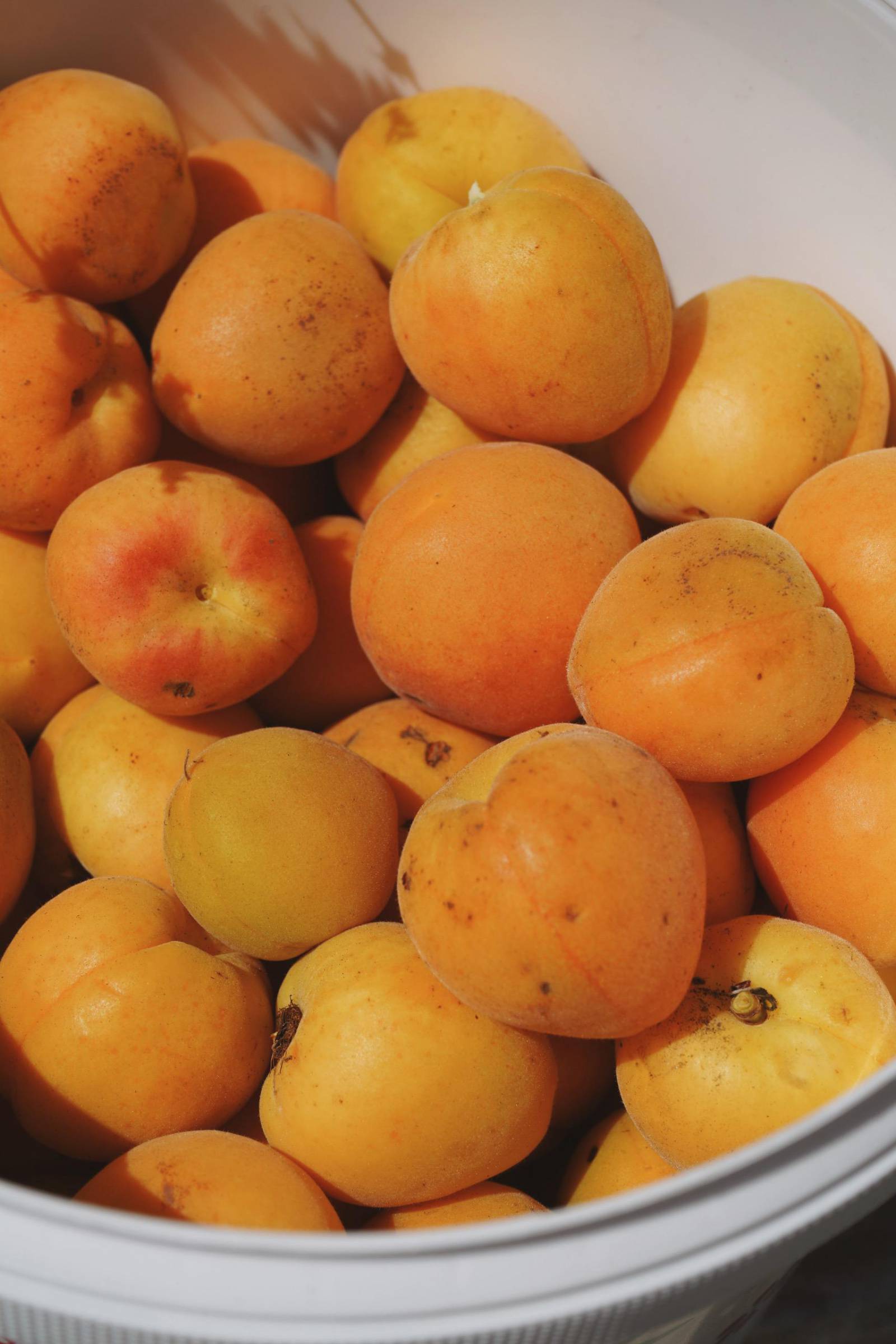 Apricot harvest symbolic picture