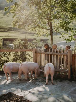 Schweinchen Rosa erzählt Symbolfoto