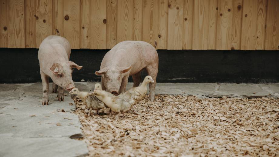 Small animal farm  symbolic picture