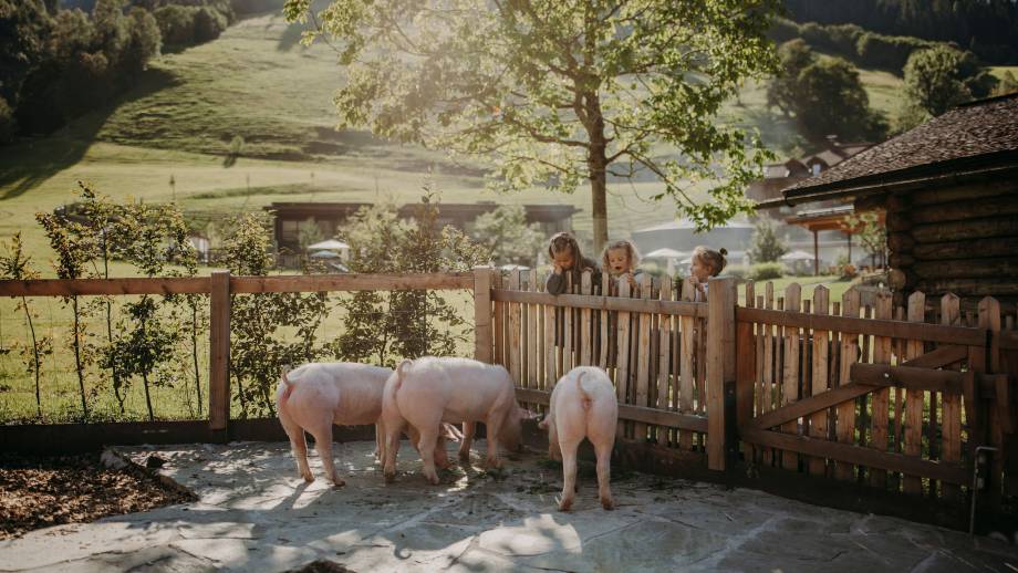 Pig Rosa tells a story symbolic picture