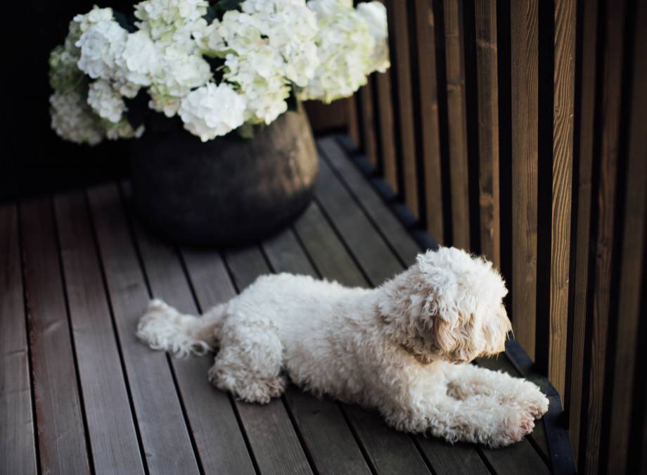 Vacation with a dog symbolic picture