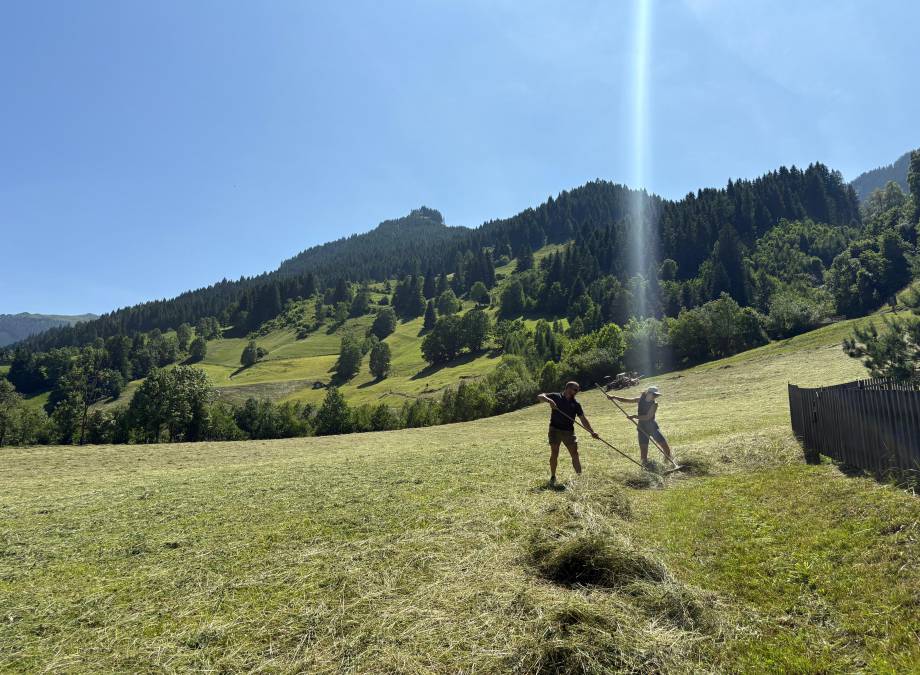 Heuernte am Moar Gut Symbolfoto