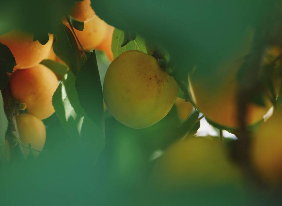 Marillenernte Symbolfoto
