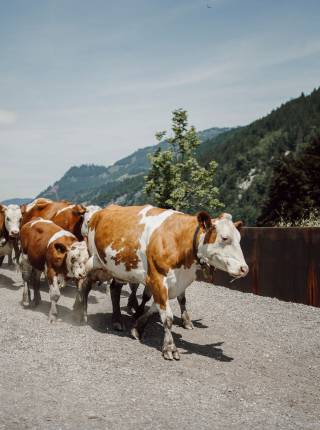 MOAR Regionalität Symbolfoto