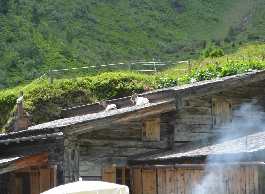 Familienwanderung zur Moar Gut Alm Symbolfoto