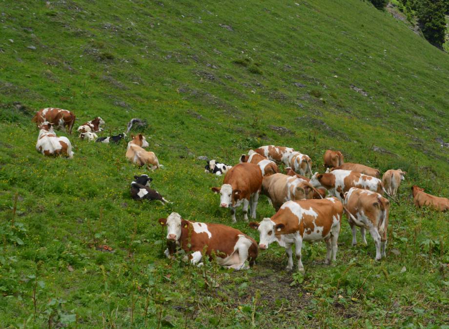 Familienwanderung zur Moar Gut Alm Symbolfoto