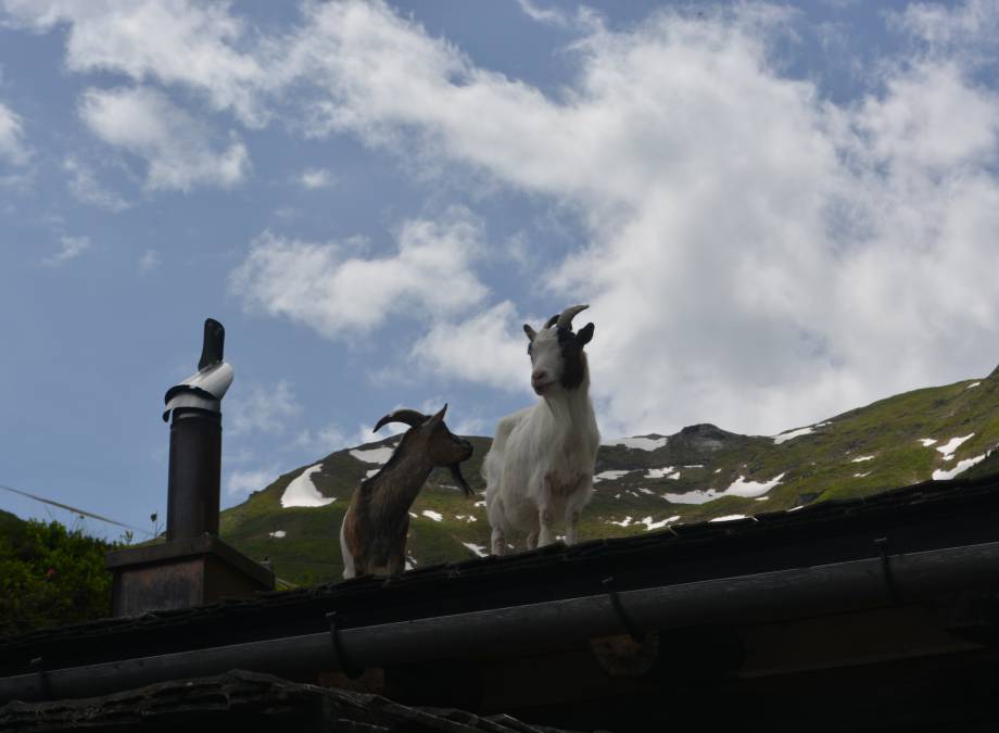 Familienwanderung zur Moar Gut Alm Symbolfoto