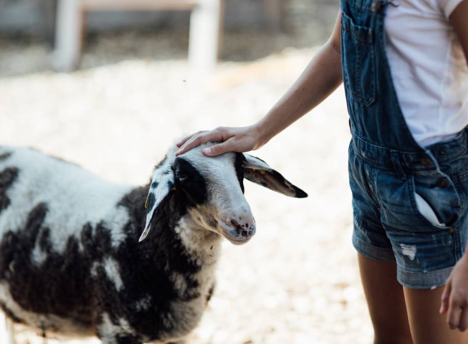 MOAR tierliebe! Symbolfoto