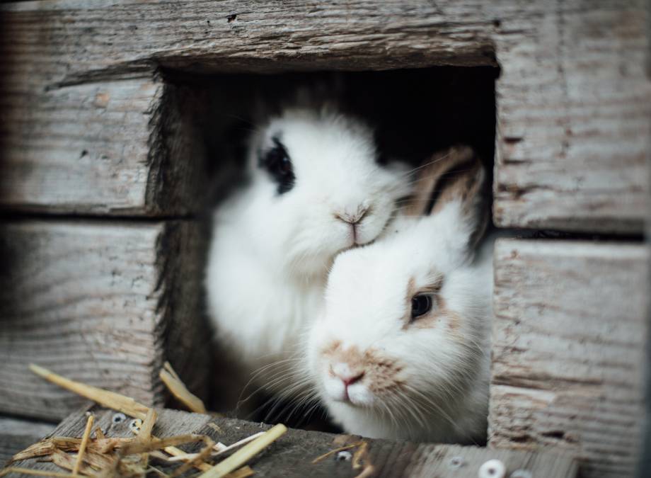 MOAR tierliebe! Symbolfoto