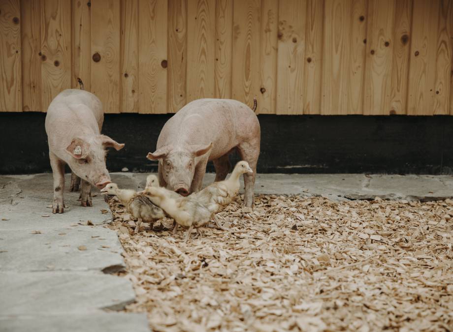 MOAR tierliebe! Symbolfoto