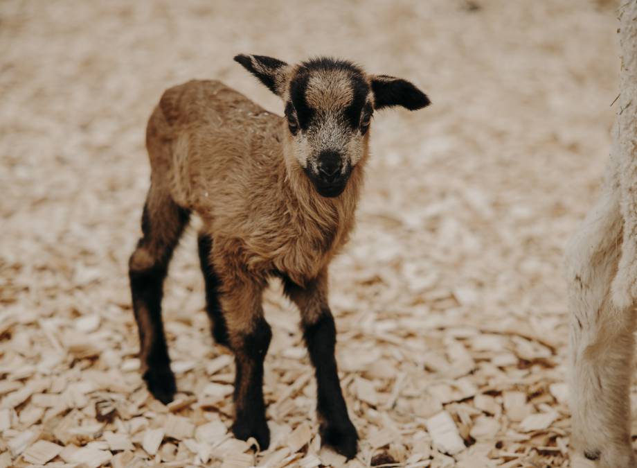 MOAR tierliebe! Symbolfoto