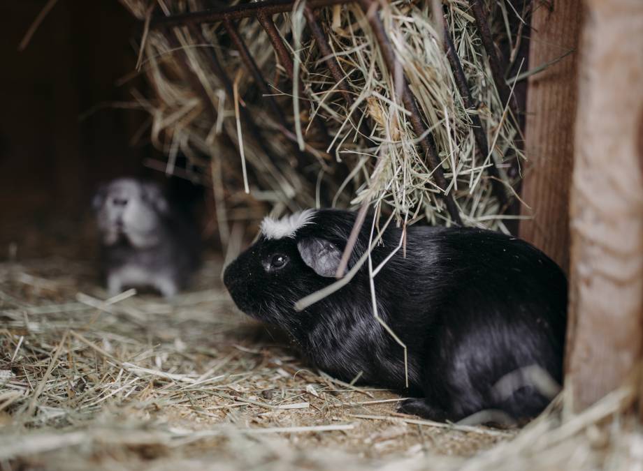 MOAR tierliebe! Symbolfoto