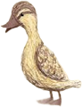 Duck Animation