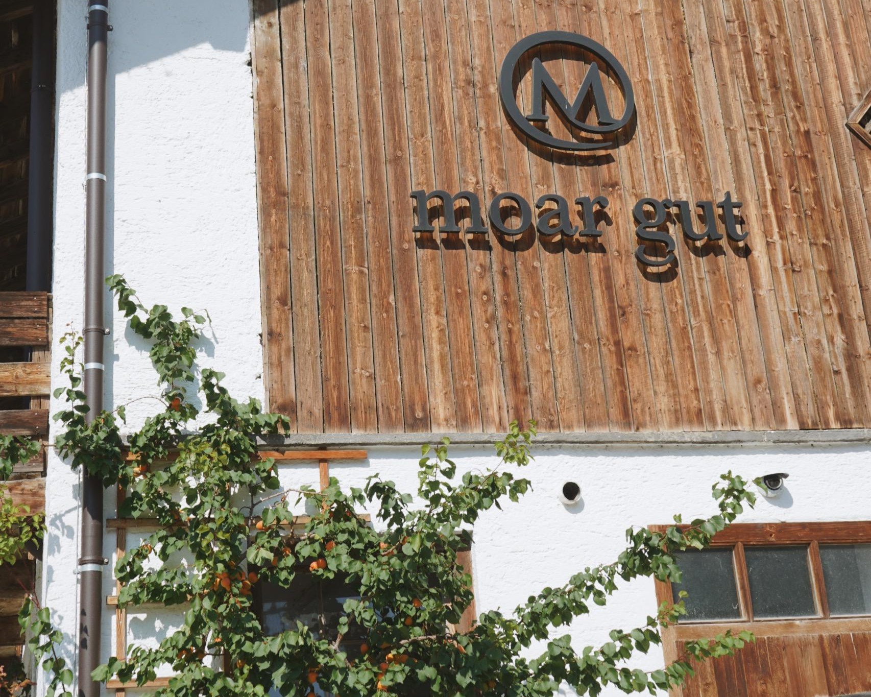 Marillenbaum vor dem Stall